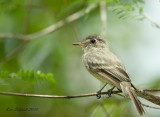 Cuban Pewee, Florida Everglades,USA