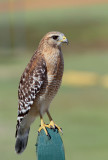 Red-shouldered Hawk, Central Winds Park,Fl.