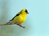 Goldfinch,  American