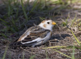 Snow Bunting , in Florida, talk about rare