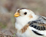 Snow Bunting , Palm Coast, Florida