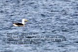 Kelp Gull