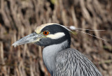 Night-Heron, Yellow-crowned, head shot