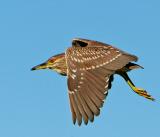 Juvenile Black-crowned Night-Heron