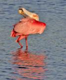 Spoonbill