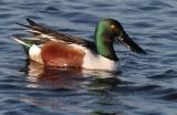  Shoveler, Northernmale