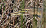 American Bittern with lunch