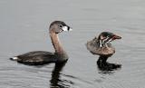  Grebe,Momma &baby Pied-billed