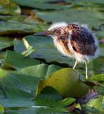 Least Bittern, chick in its baby fur.