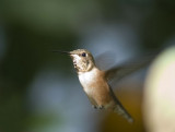  Hummingbird, Rufous