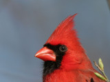 Northern Cardinal