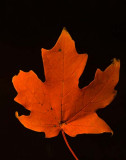 Maple Leaf