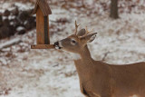 Bird Feeder Bandit