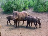 A Warthog Family
