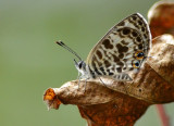 zebra_blue_butterfly