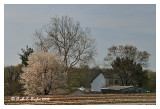 Spring Morning at Maximuck Farm
