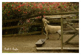 Babydoll Sheep at Cuttalossa Farm