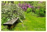 Rainy Afternoon in Cedar Ridge Garden