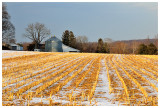 Golden Fields in Winter