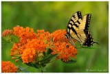 Tiger Swallowtail