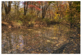 Late Autumn Along Pine Run Creek