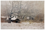Winter Mist - Farbotnik Farm