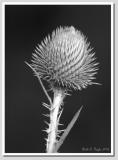 Thistle