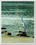 Snowy White Egret