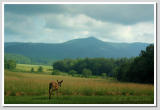 Deer Fields of the Smokey Mountains
