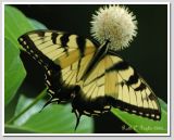 Tiger Swallowtail #1
