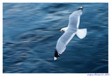 seagulls (2).jpg