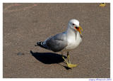 seagulls (6).jpg