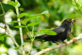 Merle noir - Common Blackbird - Turdus merula