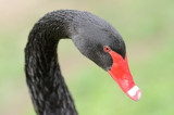 Cygne noir - Black Swan -  Cygnus atratus