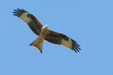 Milan royal - Red kite -Milvus milvus