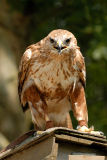 Buse froce - Long legged buzzard - Buteo rufinus