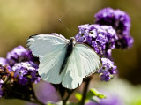 Great Southern White 7226.jpg
