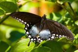 Spicebush Swallowtail7255.jpg