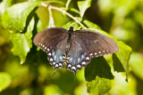 Spicebush Swallowtail 7223.jpg