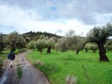 Through the orchard