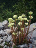 Trail flowers