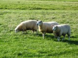 Three sheep