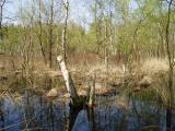 Tree-stumps in the swamp