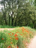 Red poppies along the road
