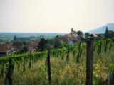 Behind the vineyards
