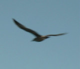 Jonathan Livingston Seagull