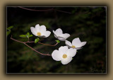 Dogwood Flowers