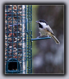 Chickadee