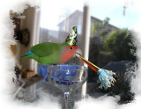 Party Animal