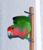 Peachy On Backscratcher